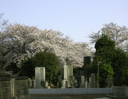  #119 谷中霊園　桜