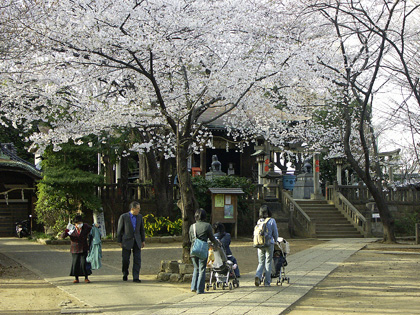  #15 桜の諏方神社