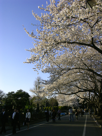  #117 霊園の桜