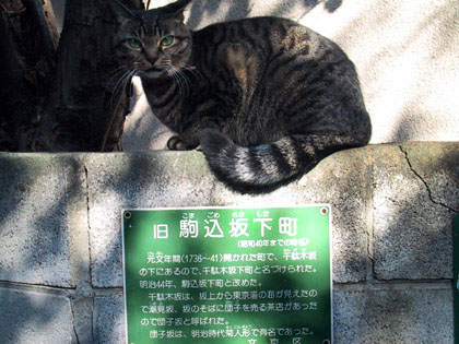  #22 坂下町の猫